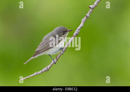 Ramage Vireo (Vireo gilvus) sul ramo di albero durante la migrazione a molla. Foto Stock