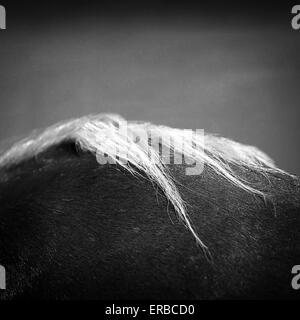 Peli di cavallo,vicino fino in bianco e nero Foto Stock