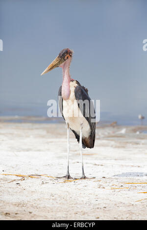 Marabou stork in Africa Foto Stock