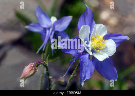 Aquilegia vulgaris close up fiore - Blu aquilegia alpina Foto Stock