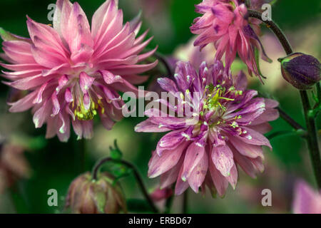 Aquilegia vulgaris 'Rosa Barlow' Fiore - rosa aquilegia alpina Foto Stock