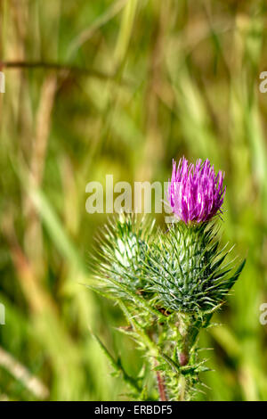 Spear Thistle (Cirsium vulgare) crescente selvatici in un campo nel Wiltshire, Regno Unito. Foto Stock