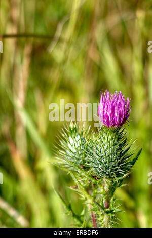 Spear Thistle (Cirsium vulgare) crescente selvatici in un campo nel Wiltshire, Regno Unito. Foto Stock