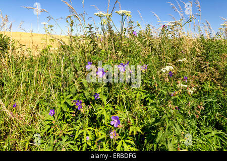 Fiori selvatici che crescono lungo una parte del Wessex Ridgeway percorso nel Wiltshire, Regno Unito. Foto Stock