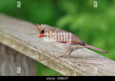 Femmina Cardinale settentrionale (Cardinalis cardinalis ) Foto Stock