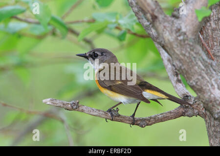 Femmina Redstart americano (Setophaga ruticilla) Foto Stock