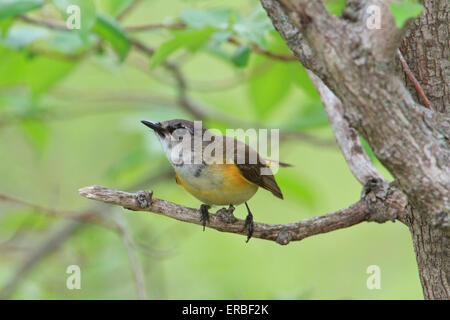 Femmina Redstart americano (Setophaga ruticilla) Foto Stock