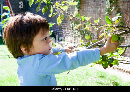 Vista laterale primo piano di bambino caucasico, ragazzo, 3-4 anni, all'aperto in un giardino raccolta di piccole mele da un ramo di altezza testa in sole brillante. Foto Stock