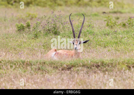 Thomson#s gazelle (Eudorcas thomsonii) maschio adulto giacente in erba con la testa in alto mostra le corna, Masai Mara, Kenya, Africa Foto Stock