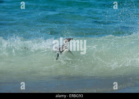 Magellanic penguin Spheniscus magellanicus, adulti navigare verso il litorale in onda, nuova isola, Isole Falkland in dicembre. Foto Stock