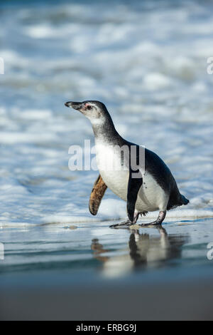 Magellanic penguin Spheniscus magellanicus, immaturi camminando lungo il litorale, nuova isola, Isole Falkland in dicembre. Foto Stock