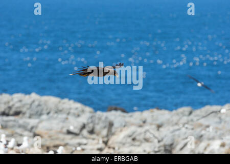 Caracara striato Phalcoboenus australis, adulto, su colonia Albatross, Steeple Jason Isola, Isole Falkland in dicembre. Foto Stock