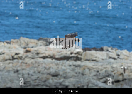 Caracara striato Phalcoboenus australis, adulto, su colonia Albatross, Steeple Jason Isola, Isole Falkland in dicembre. Foto Stock