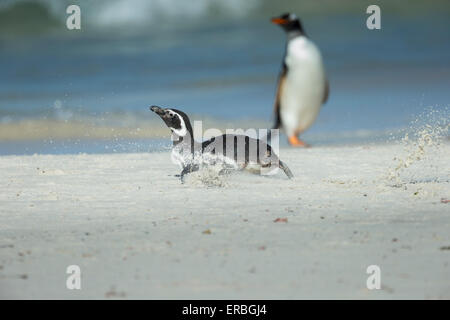 Magellanic penguin Spheniscus magellanicus, per adulti, per bambini in spiaggia di sabbia , nuova isola, Isole Falkland in maggio. Foto Stock