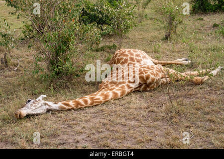Giraffe (Giraffa camelopardalis) adulto che giace morto fresco sul terreno, il Masai Mara, Kenya, Africa Foto Stock