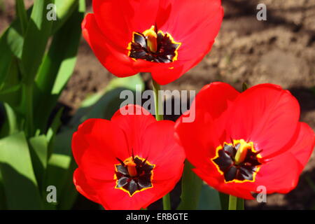 Tre rossi tulip closeup Foto Stock
