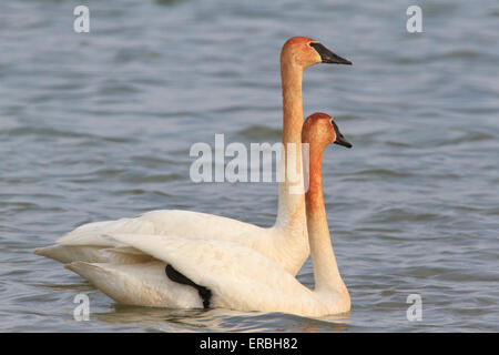 Coppia di trumpeter swan (Cygnus buccinatore), con colli colorato marrone da alimentare Foto Stock