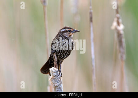 Femmina rosso-winged blackbird (Agelaius pheoniceus) su Tifa. Foto Stock