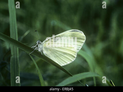 Legno bianco - Leptidea sinapis Foto Stock