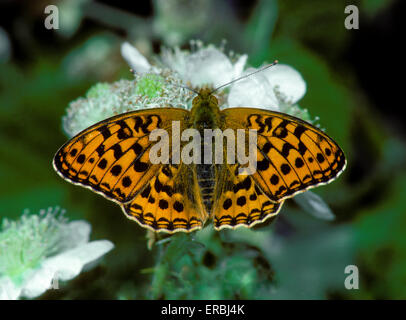 Alta Fritillary marrone - Argynnis adippe Foto Stock