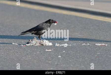 Raven-Corvus corax feed su un legno morto pigeon-Columba palumbus causato dalla circolazione di uccidere. Molla. Regno Unito Foto Stock