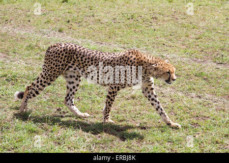 Ghepardo (Acinonyx jubatus) adulto a piedi su brevi vegetazione, il Masai Mara, Kenya, Africa Foto Stock