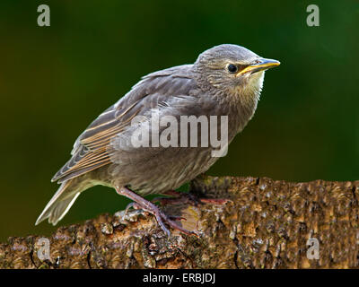 I capretti di starling comune appollaiato sul ramo Foto Stock