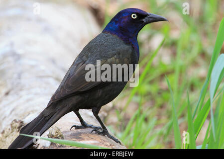 Grackle comune (Quiscalus quiscula) su un log Foto Stock