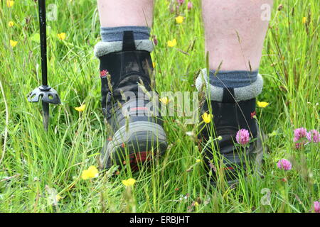 Un uomo cammina attraverso un prato di fiori selvaggi di renoncules, graminacee e trifoglio, Derbyshire, Gran Bretagna, Regno Unito - Maggio Foto Stock