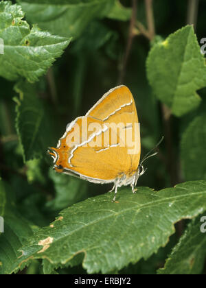 Marrone - Hairstreak Thecla betulae Foto Stock