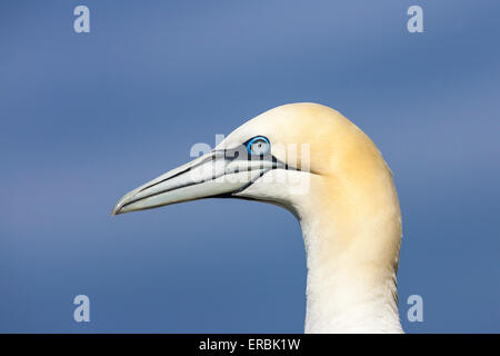 Northern gannet Morus bassanus, adulto, headshot, Bass Rock, East Lothian, Regno Unito in giugno. Foto Stock