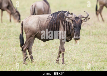 Gnu, o GNU, (Connochaetes taurinus) adulto nella mandria nelle pianure, Masai Mara, Kenya, Africa Foto Stock