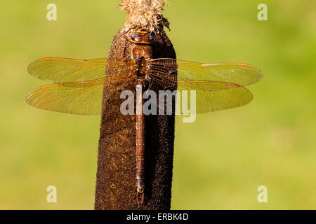 Brown hawker dragonfly (Aeshna grandis) adulto appollaiato in appoggio sul Giunco, Norfolk, Inghilterra, Regno Unito Foto Stock