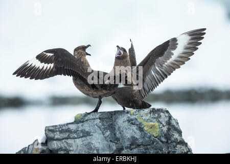 South Polar Skua Stercorarius maccormicki, coppia, displaing su roccia, de Cuverville Island, Antartide in gennaio. Foto Stock