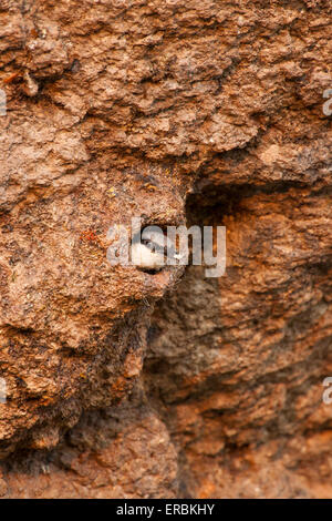 Roccia occidentale picchio muratore Sitta neumayer rimozione sac fecale dal sito di nido a Kalloni East River, Lesbo in maggio. Foto Stock