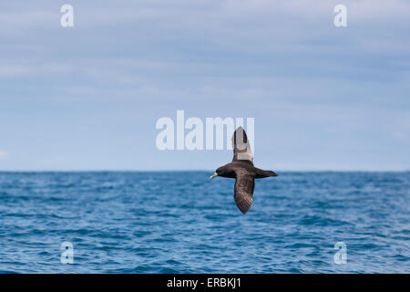 Bianco-chinned petrel Procellaira aequinoctialis, in volo oltre oceano, Kaikoura, Nuova Zelanda nel mese di novembre. Foto Stock