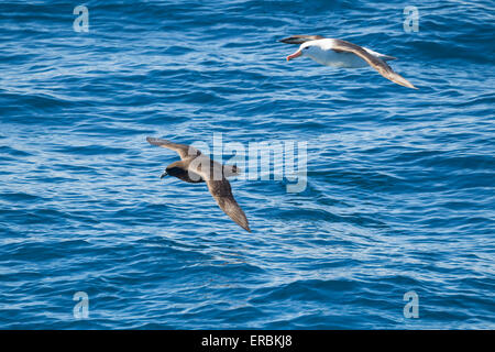 Bianco-chinned petrel Procellaira aequinoctialis & Black-browed albatross Thalassarche melanophris, Drake passaggio in dicembre. Foto Stock