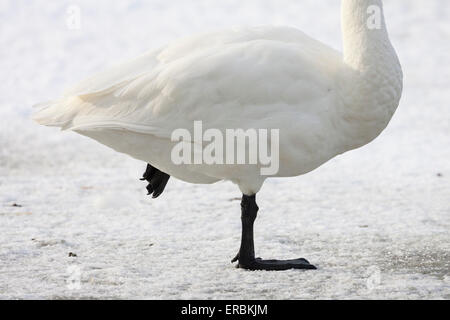 Whooper Swan Cygnus cygnus, adulto, in piedi sul lago ghiacciato, Welney, Norfolk, Regno Unito nel mese di novembre. Foto Stock