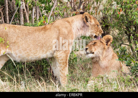 Lion (Panthera leo) coppia di leonesse interagenti in vegetazione vicino a Bush, Masai Mara, Kenya, Africa Foto Stock