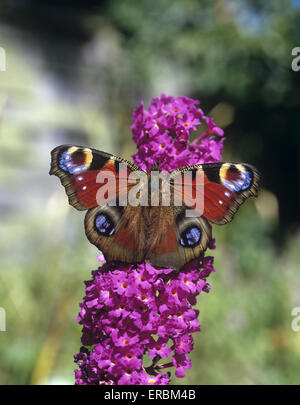 Peacock - Nymphalis io Foto Stock