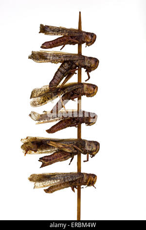 Dragonflies cotte su un bastone al mercato notturno di Donghuamen a Pechino in Cina - un esempio dello strano o strano cibo mangiato dalle persone di tutto il mondo Foto Stock