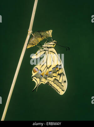 Coda forcuta - Papilio machaon ssp. britannicus Foto Stock