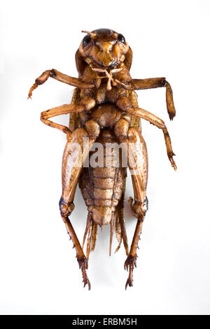 Fritto Cricket o Grasshopper, un mercato alimentare di specialità gastronomiche in Asia, un esempio dello strano o strano cibo mangiato dalle persone di tutto il mondo Foto Stock
