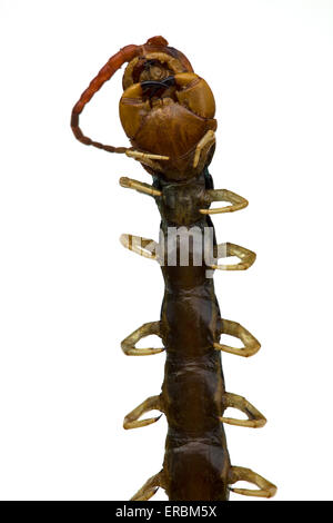 Cotti o fritti Centipede su un bastone come venduti presso la Donghuamen Night market in Wangfujing di Pechino CINA Foto Stock