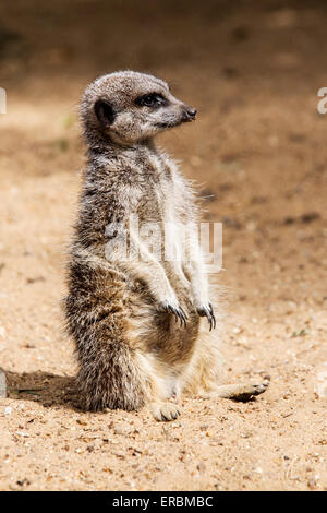 Meerkat (Suricata suricatta) adulto in appoggio sul suolo sabbioso Foto Stock