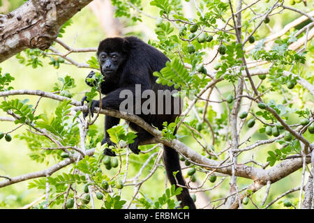 Mantled scimmia urlatrice (Alouatta palliata) adulto nella struttura ad albero nella foresta, Costa Rica, America centrale Foto Stock