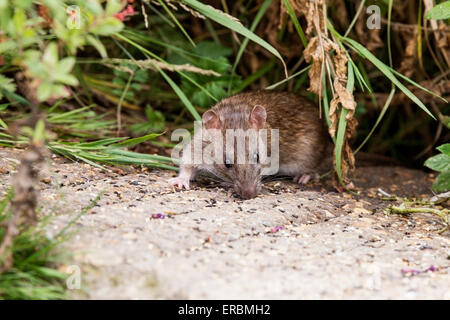 Marrone (ratto Rattus norvegicus) alimentazione sul grano sul terreno, Norfolk, Inghilterra, Regno Unito Foto Stock