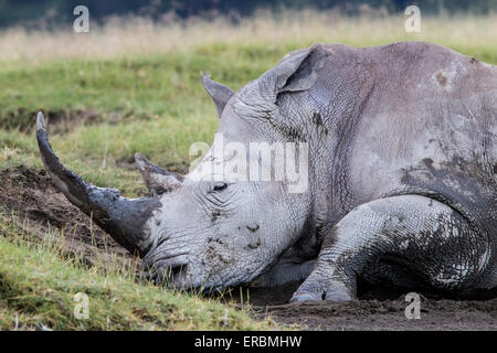 Rinoceronte bianco o piazza a labbro rinoceronte (Ceratotherium simum), Adulto close-up di testa e il clacson, Nakuru, Kenya, Africa Foto Stock