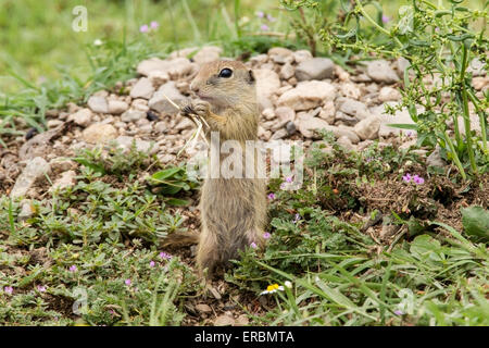 Terreno europeo o scoiattolo (souslik Spermophilus citellus) Alimentazione adulto sulla vegetazione, Bulgaria, Europa Foto Stock