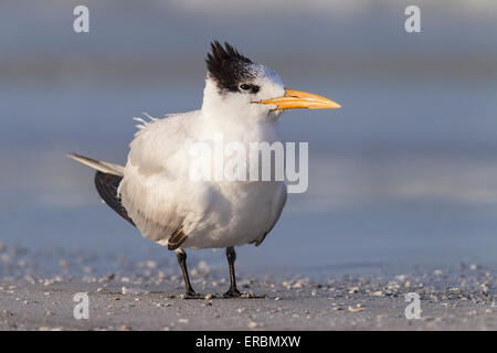 Royal tern (Thalasseus maximus) adulti in estate piumaggio, permanente sulla spiaggia, Florida, Stati Uniti d'America Foto Stock